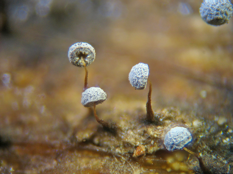Mix di Physarum...